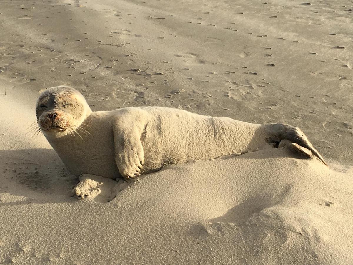 Appartamento Sonnenlicht Norderney Esterno foto